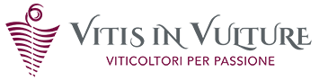 Vitis In Vulture Stage